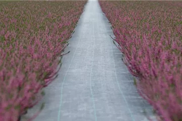 Was Sie über Unkrautschutzfolien wissen sollten