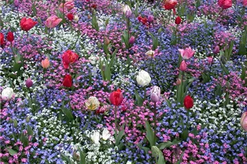 Die Frühblüher – Stars und Sternchen im Frühling