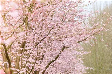 Die Zierkirsche – eine Schönheit ohne Starallüren 