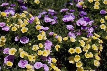 Farbe bekennen macht im Garten richtig Spaß!