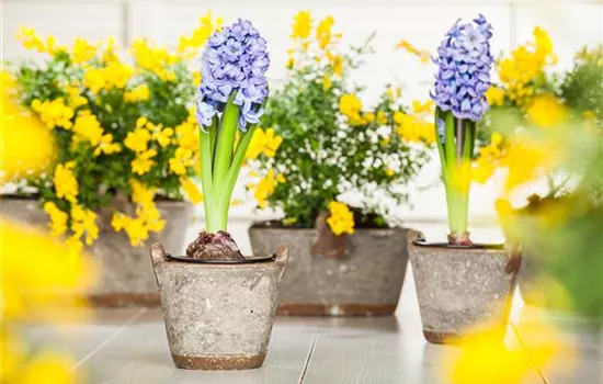 Hyazinthe, Krokus und Co. – der Frühling wird bunt Hyazinthe, Krokus und Co. – der Frühling wird bunt