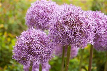 Allium – eleganter Zierlauch Allium – eleganter Zierlauch