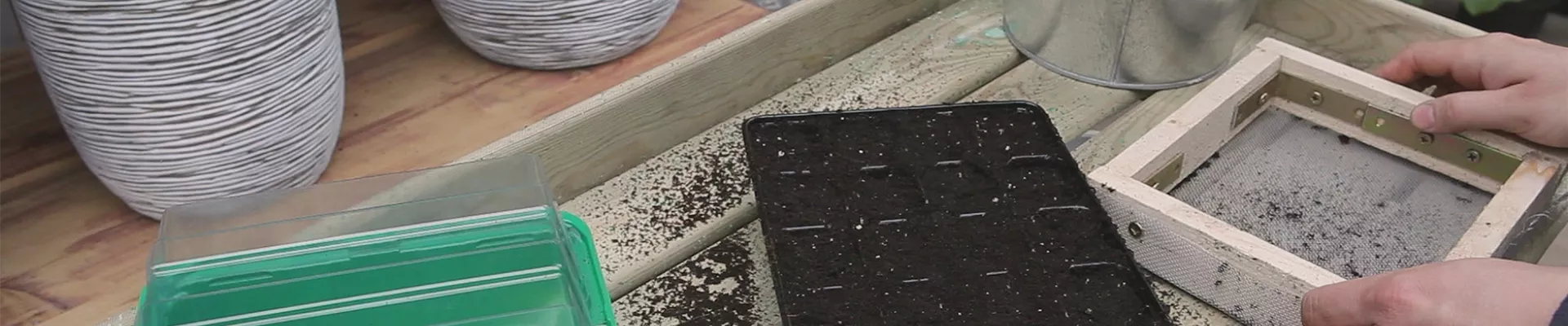 Chinakohl - Aussäen von Samen (thumbnail).jpg Chinakohl - Aussäen von Samen (thumbnail).jpg