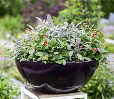 Urbaner Garten – was ist das? Urbaner Garten – was ist das?