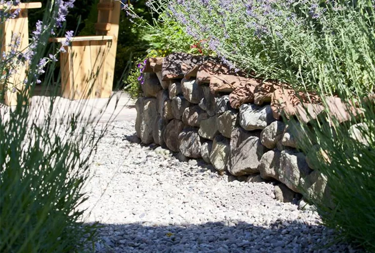 Perovskia atriplicifolia