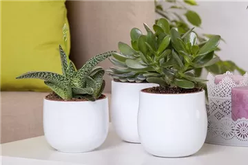 Aloe Vera - die Pflanze, die schön macht Aloe Vera - die Pflanze, die schön macht