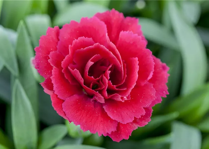 Der 1. Mai – was hat er mit Pflanzen und Blumen zu tun? Der 1. Mai – was hat er mit Pflanzen und Blumen zu tun?