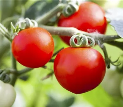 Alte Tomatensorten gibt es auch fürs Freiland Alte Tomatensorten gibt es auch fürs Freiland