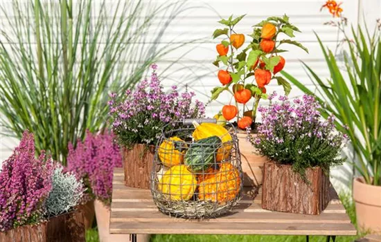 Mit der Lampionblume den Garten festlich schmücken Mit der Lampionblume den Garten festlich schmücken