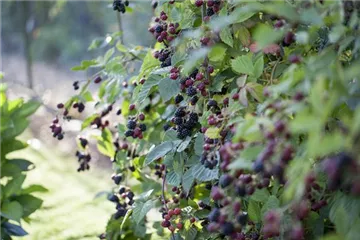 Brombeeren – wilde Leckereien mit langer Tradition Brombeeren – wilde Leckereien mit langer Tradition