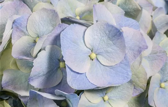 Die Blaublü(h)ter unter den Hortensien Die Blaublü(h)ter unter den Hortensien