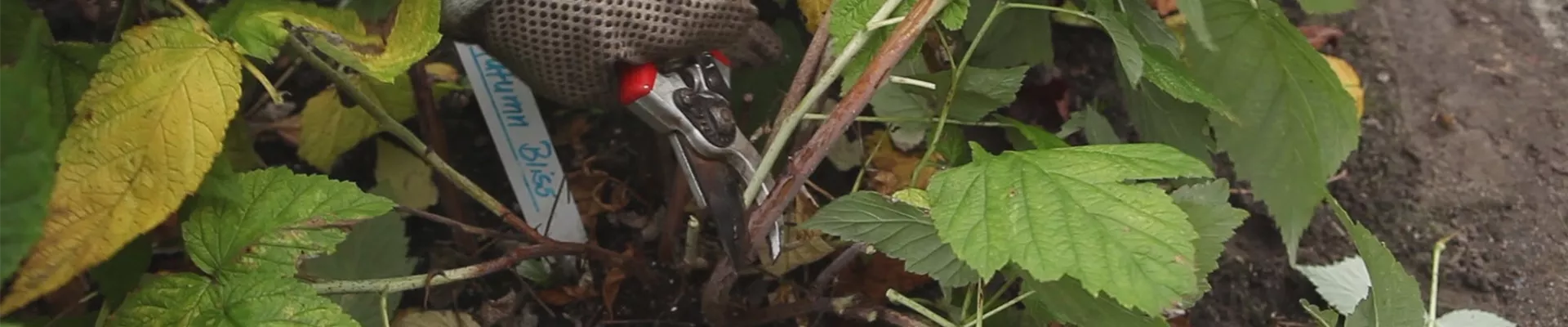 Himbeeren - Zurückschneiden im Herbst (thumbnail).jpg Himbeeren - Zurückschneiden im Herbst (thumbnail).jpg