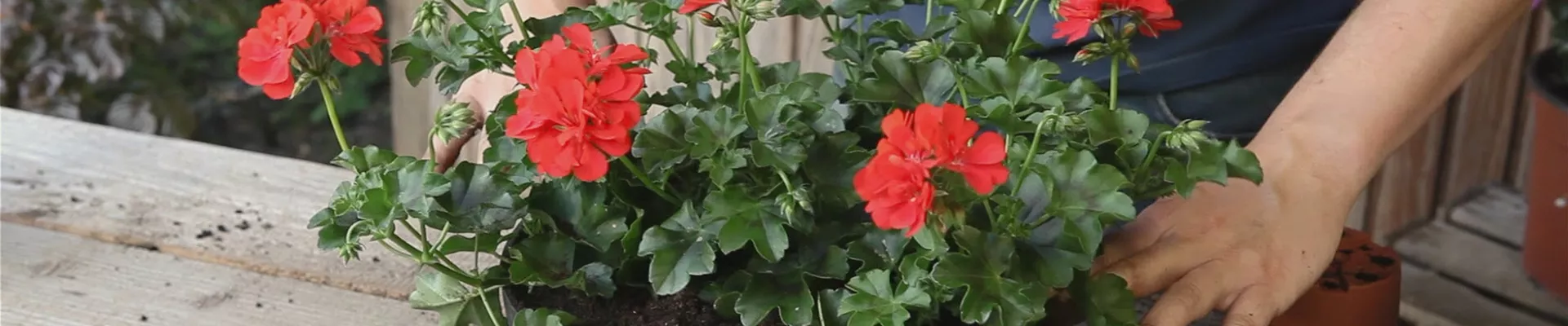 Hängende Geranien - Ampel bepflanzen (thumbnail).jpg Hängende Geranien - Ampel bepflanzen (thumbnail).jpg