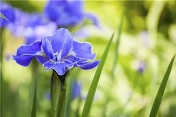Die Iris – eine Pflanzen-Schönheit mit vielen Gesichtern Die Iris – eine Pflanzen-Schönheit mit vielen Gesichtern
