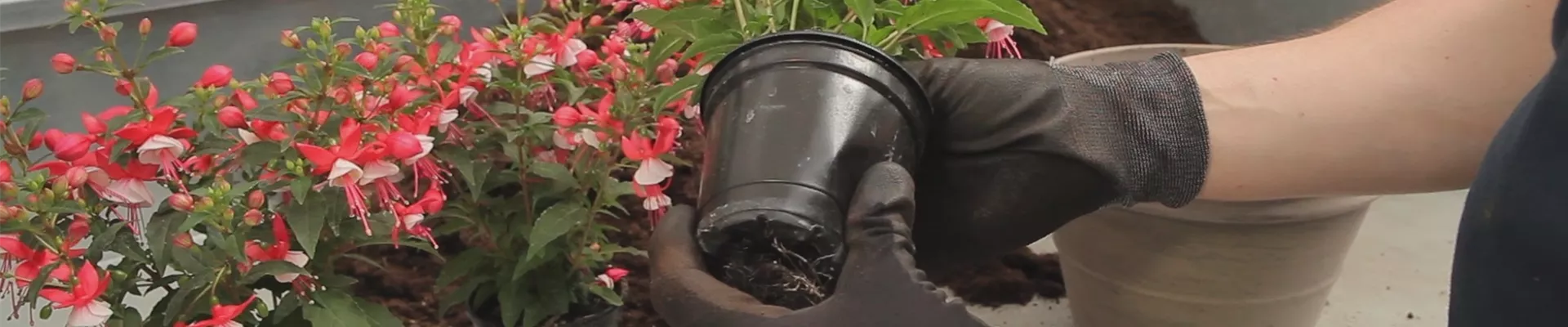 Fuchsien - Einpflanzen in ein Gefäß (thumbnail).jpg Fuchsien - Einpflanzen in ein Gefäß (thumbnail).jpg