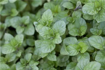Die Zitronen-Minze: die frische Sonnenanbeterin Die Zitronen-Minze: die frische Sonnenanbeterin