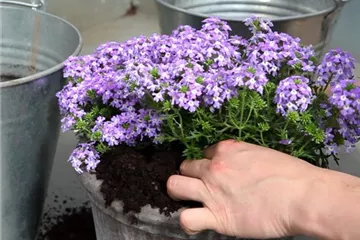 Eisenkraut - Einpflanzen in ein Gefäß Eisenkraut - Einpflanzen in ein Gefäß