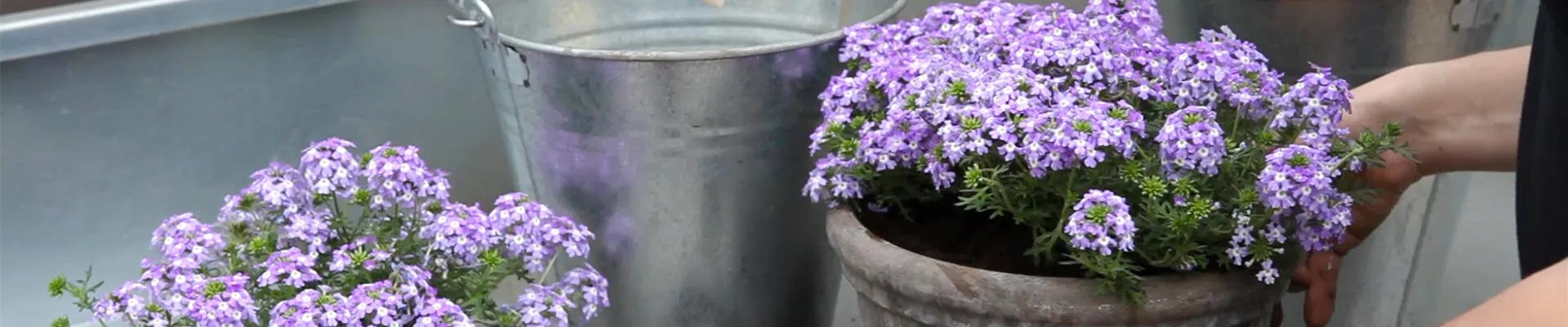 Eisenkraut - Einpflanzen in ein Gefäß (thumbnail).jpg Eisenkraut - Einpflanzen in ein Gefäß (thumbnail).jpg