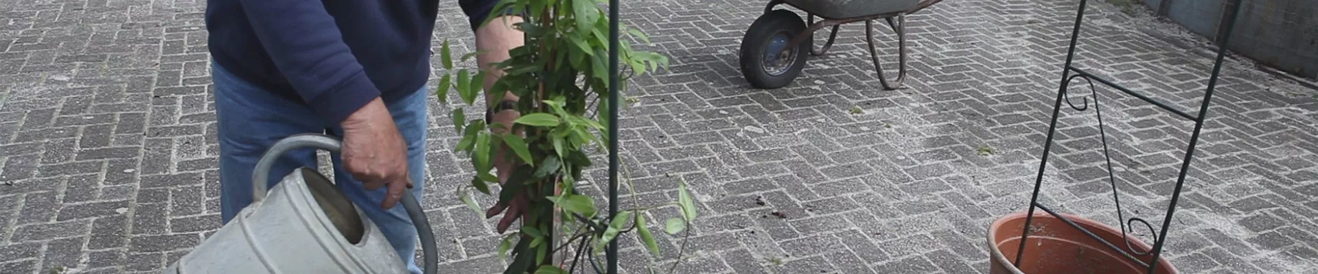 Immergrünes Geißblatt - Einpflanzen am Rankbogen (thumbnail).jpg Immergrünes Geißblatt - Einpflanzen am Rankbogen (thumbnail).jpg