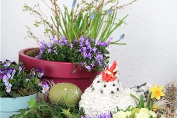 Mini-Gärten, das kleine Gartenglück Mini-Gärten, das kleine Gartenglück