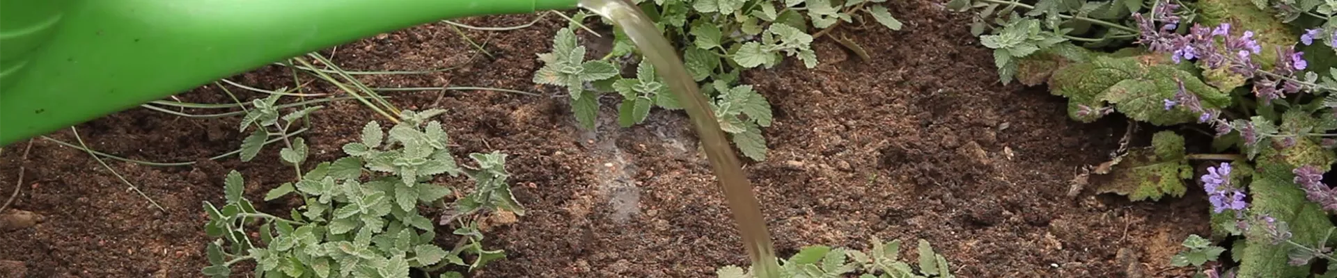 Katzenminze - Einpflanzen im Garten (thumbnail).jpg Katzenminze - Einpflanzen im Garten (thumbnail).jpg