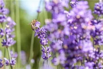Bienenfreundliche Sommerblumen – ein Büffet für Biene und Co. Bienenfreundliche Sommerblumen – ein Büffet für Biene und Co.