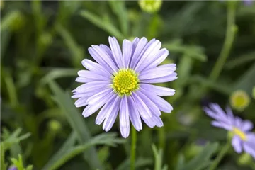 Essbare Blüten - Die schönsten Rezepte Essbare Blüten - Die schönsten Rezepte