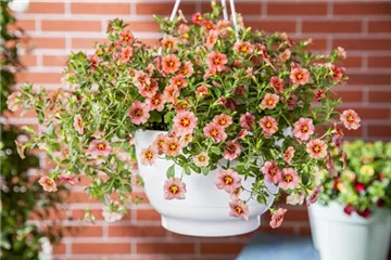 Hanging Baskets, die Alternative zum Beet Hanging Baskets, die Alternative zum Beet