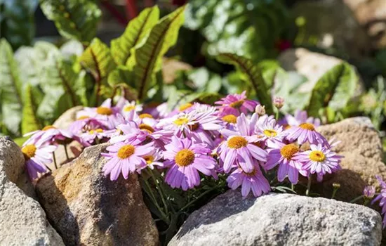 Steingärten trotzen der Hitze und Trockenheit