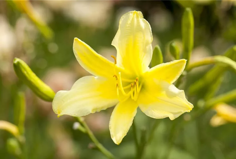 Hemerocallis