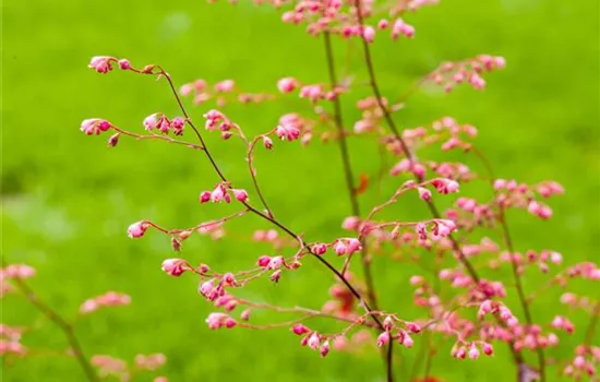 Das Purpurglöckchen – Zarte und filigrane Schönheit Das Purpurglöckchen – Zarte und filigrane Schönheit