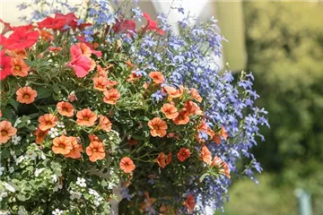 Urban Gardening – Blumenampel aus Konservendosen Urban Gardening – Blumenampel aus Konservendosen