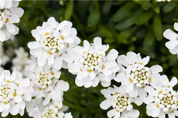 Die immergrüne Schleifenblume – Farbe garantiert Die immergrüne Schleifenblume – Farbe garantiert