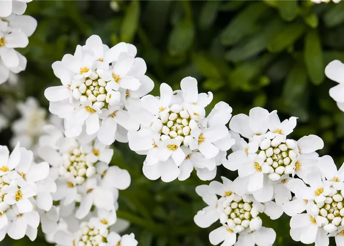 Die immergrüne Schleifenblume – Farbe garantiert Die immergrüne Schleifenblume – Farbe garantiert