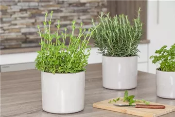 Besondere Kräuter mit ganz besonderen Aromen Besondere Kräuter mit ganz besonderen Aromen