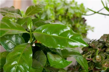 Eigener Kaffee aus dem Garten – das ist möglich Eigener Kaffee aus dem Garten – das ist möglich