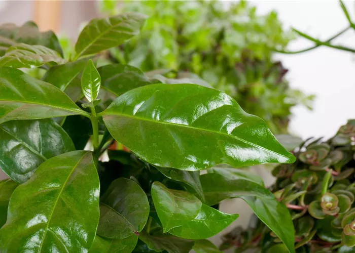 Eigener Kaffee aus dem Garten – das ist möglich Eigener Kaffee aus dem Garten – das ist möglich