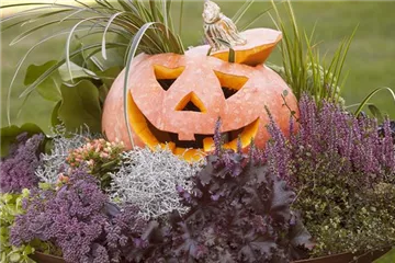 Lecker im Kochtopf oder horrormäßig als Totenkopf – mit dem Kürbis ist alles möglich! Lecker im Kochtopf oder horrormäßig als Totenkopf – mit dem Kürbis ist alles möglich!