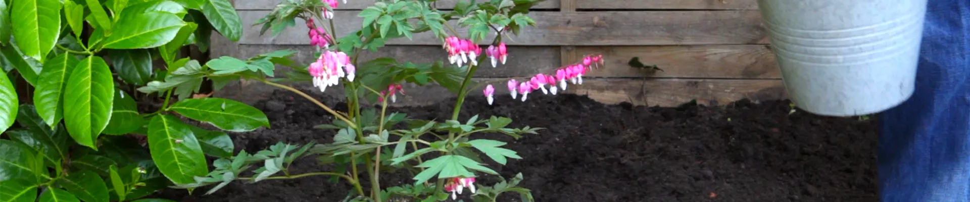 Tränendes Herz - Einpflanzen im Garten (thumbnail).jpg Tränendes Herz - Einpflanzen im Garten (thumbnail).jpg