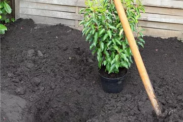 Portugiesische Kirschlorbeer - Einpflanzen im Garten Portugiesische Kirschlorbeer - Einpflanzen im Garten