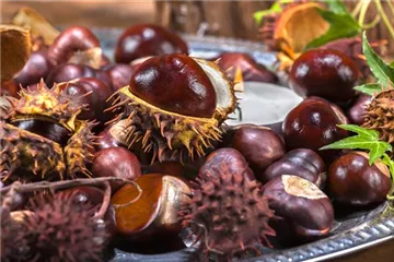 Gartenarbeiten vor dem Winter - schützen und säubern Gartenarbeiten vor dem Winter - schützen und säubern