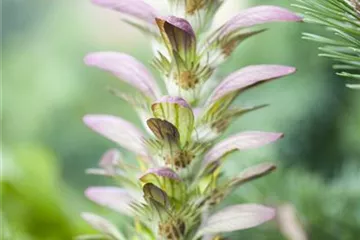 Strukturpflanzen als Architekten im Garten Strukturpflanzen als Architekten im Garten