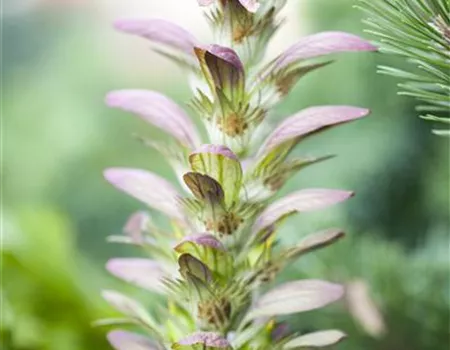 Strukturpflanzen als Architekten im Garten Strukturpflanzen als Architekten im Garten