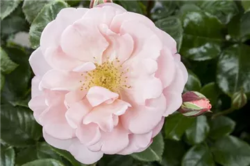 Die Duftrose – Eine Bereicherung für den Garten Die Duftrose – Eine Bereicherung für den Garten