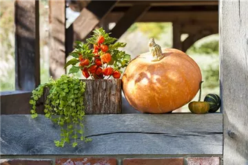 Der schöne Balkonkasten im Herbst: es muss nicht immer grau in grau sein! Der schöne Balkonkasten im Herbst: es muss nicht immer grau in grau sein!