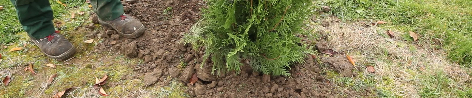 Lebensbaum - Einpflanzen im Garten (thumbnail).jpg Lebensbaum - Einpflanzen im Garten (thumbnail).jpg