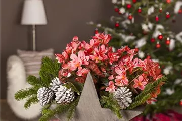 Advent - mit schönen Ideen durch die Vorweihnachtszeit Advent - mit schönen Ideen durch die Vorweihnachtszeit