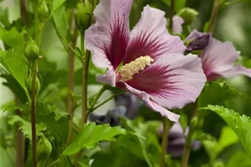 Der Hibiskus, ein großartiges Mitglied im Garten-Ensemble Der Hibiskus, ein großartiges Mitglied im Garten-Ensemble