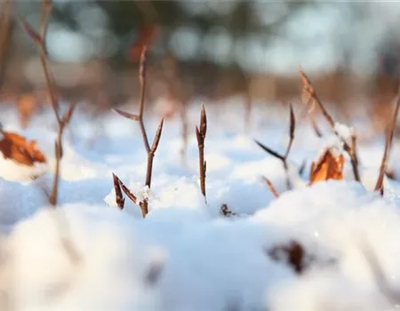 Den Garten winterfest machen