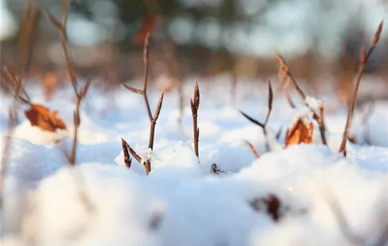 Den Garten winterfest machen Den Garten winterfest machen